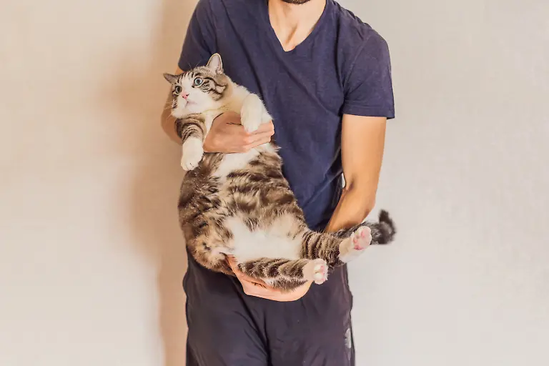 Very-fat-cat-is-obese-in-the-hands-of-the-owner