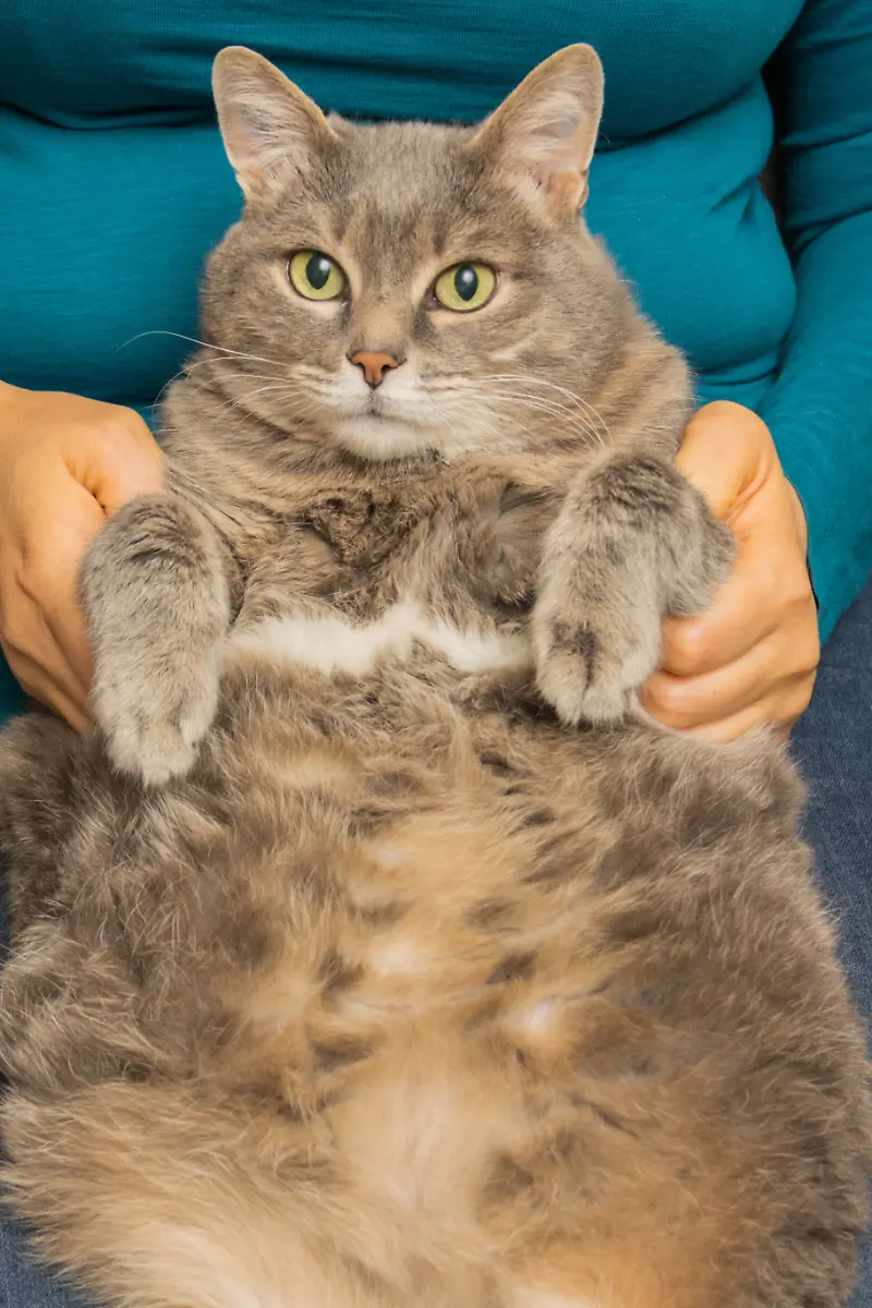 Thick-gray-cat-on-the-hands-of-a-woman-Thick-gray-cat-on-the-hands-of-a-woman