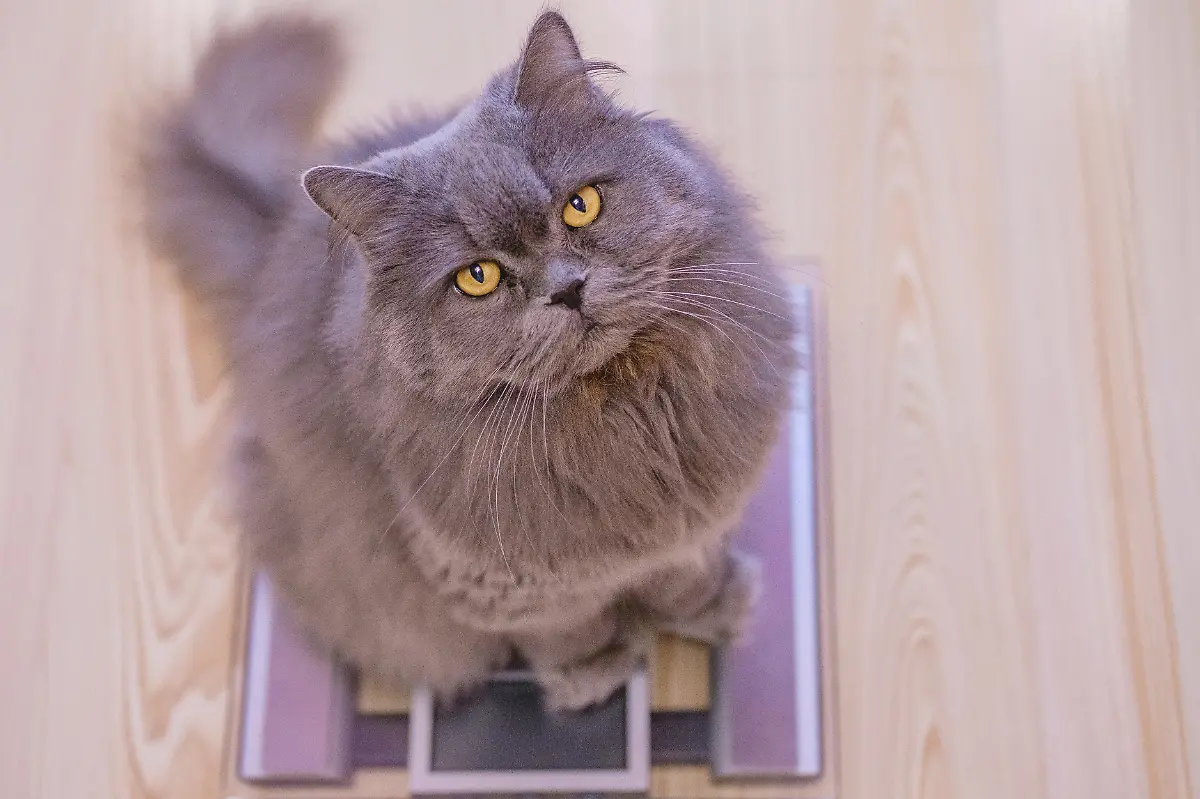 The-gray-big-long-haired-British-cat-sits-on-the-scales-and-looks-up-Concept-weight-gain-during-the-New-Year-holidays-obesity-diet-for-the-cat