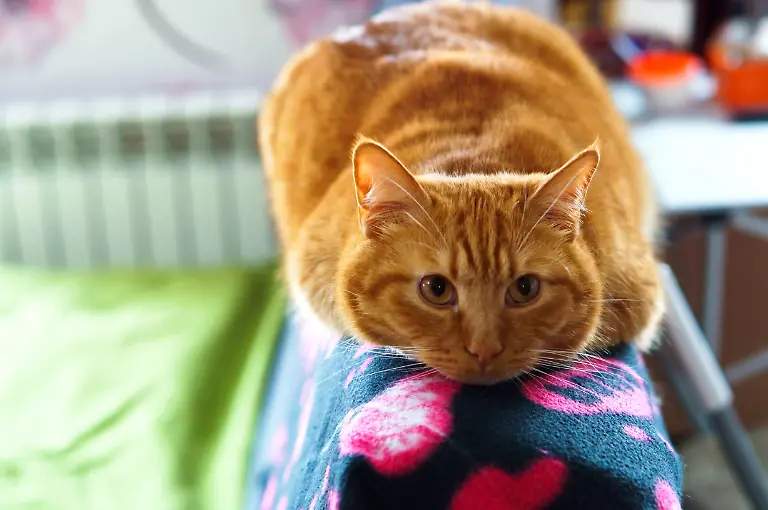 A-big-ginger-cat-on-the-couch-ginger-house-cat-home-groomed-pet-cat