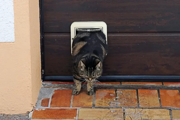 A-fat-cat-squeezes-through-the-cat-flap-A-fat-cat-squeezes-through-the-cat-flap