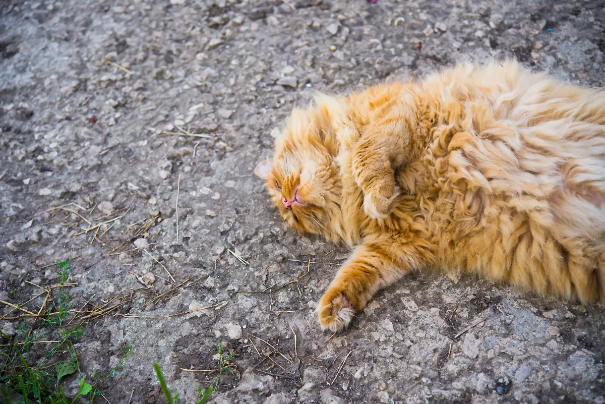 Red-fat-cat-lies-on-the-ground