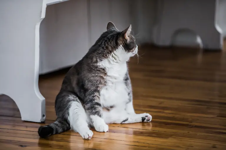 Funny-Fat-Cat-Sitting-in-the-Kitchen-and-Probably-Waiting-for-some-more-Food-xkwx-adorable-animal-beautiful-beer-bellied-big-bloated-bulky-cat-cats-corpulent-cute-domestic-fat-feline-flabby-fleshy-floor-food-funny-grey-gross-hair-heavy-humor-indoors-kitchen-looking-lying-nature-obese-old-one-overweight-paunchy-pet-plump-porky-portly-portrait-potbellied-pudgy-sit-sitting-square-starving-stout-tabby-tabby-cat-white-yellow