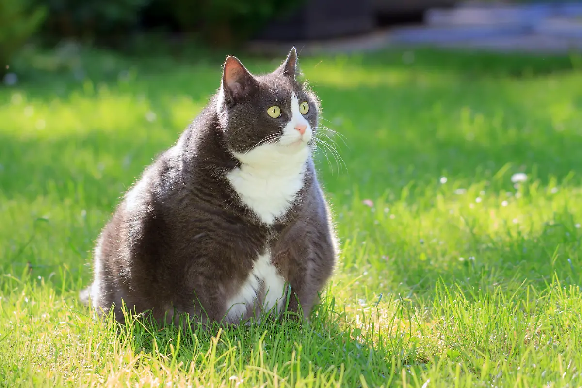 Plus-sized-cutie-Slight-obese-or-fat-cat-outside-in-the-sunny-garden-with-fresh-green-grass-in-spring-in-the-Netherlands