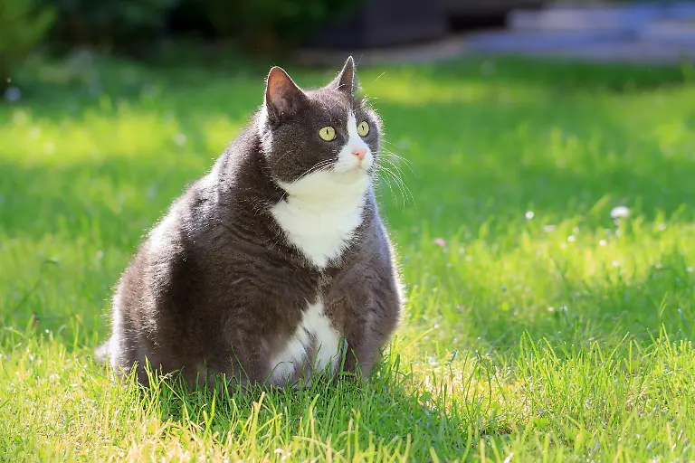 Plus-sized-cutie-Slight-obese-or-fat-cat-outside-in-the-sunny-garden-with-fresh-green-grass-in-spring-in-the-Netherlands