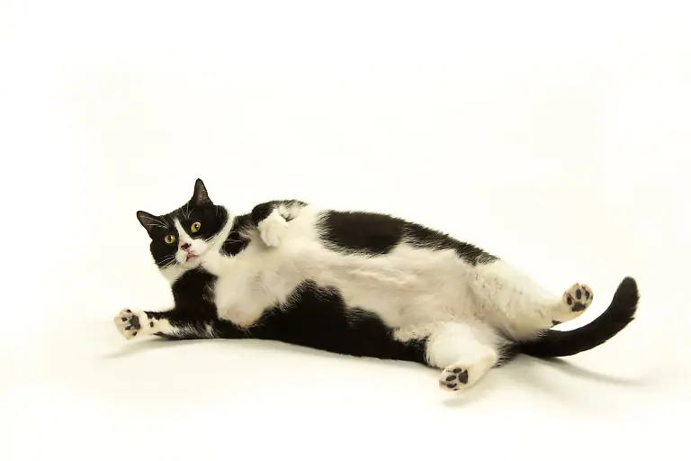 A-fat-black-and-white-cat-photographed-on-a-white-background-model-released