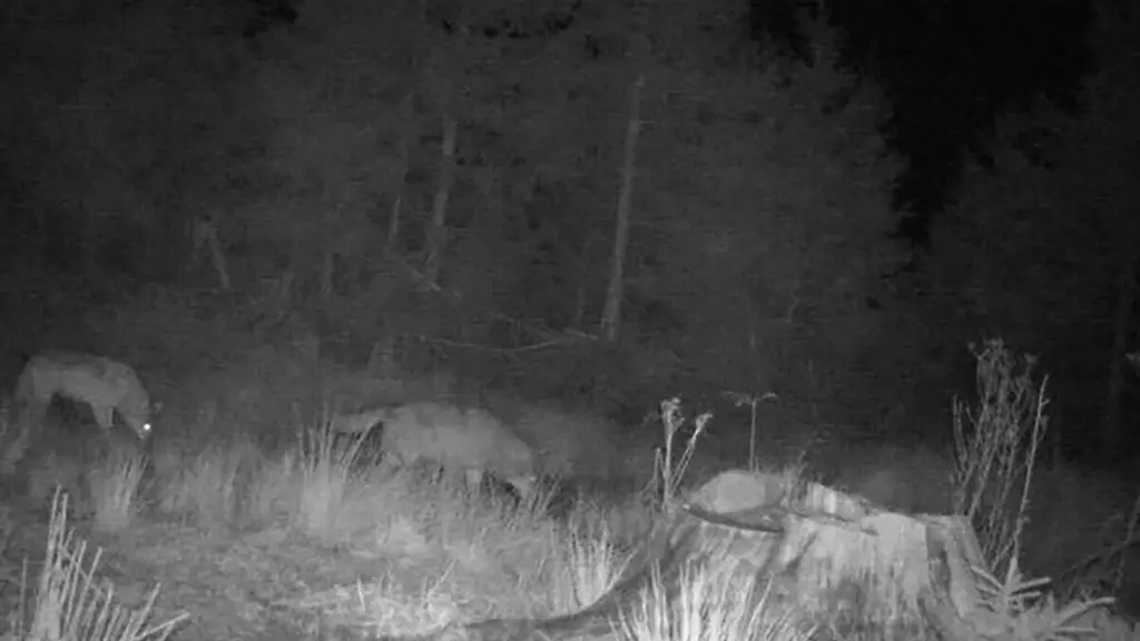 Nach-einem-ungewoehnlichen-Foto-der-Wildkamera-haelt-ein-Experte-auch-ein-Rudel-in-Baden-Wuerttemberg-fuer-wahrscheinlicher