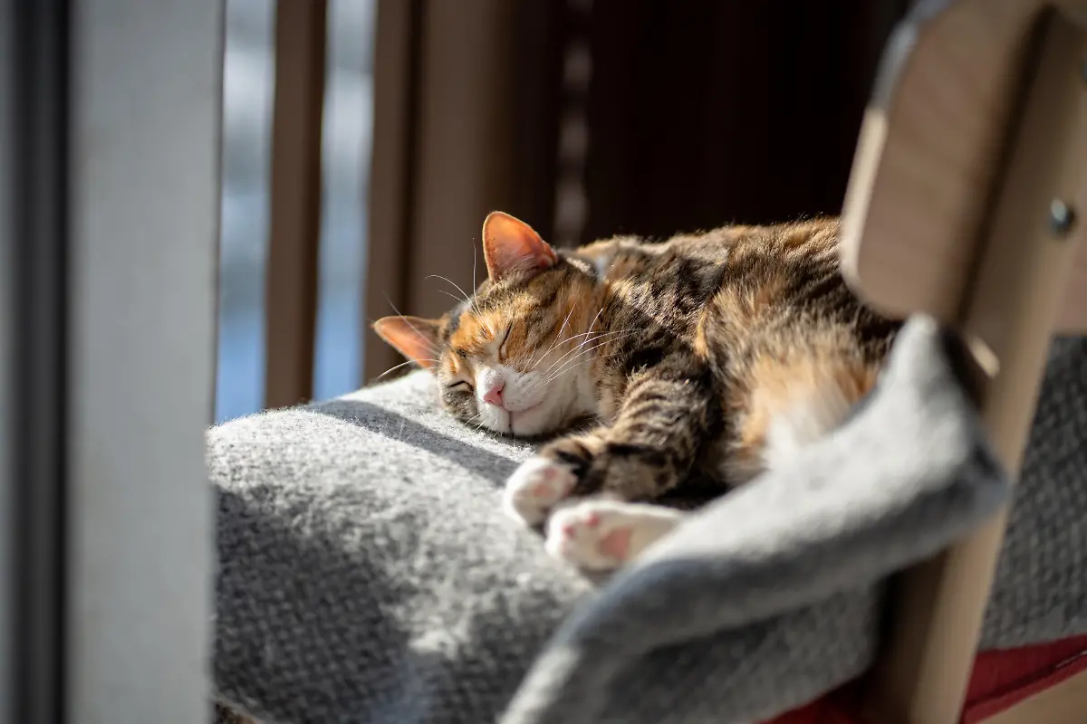 Tired-cat-comfortably-resting-and-lying-on-soft-woolen-plaid-on-chair-Relaxed-sleepy-tricolour-kitty-basking-in-warm-spring-sunlight-near-window-on-balcony-Coziness-with-pet-at-home-concept
