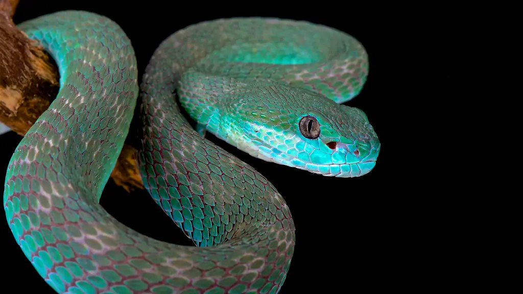 White-lipped-island-pitviper-Trimeresurus-albolabris-insularis