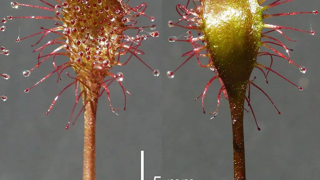 Neue-Pflanzen-werden-den-Experten-zufolge-ueberaus-selten-in-Mitteleuropa-Deutschland-und-Bayern-entdeckt