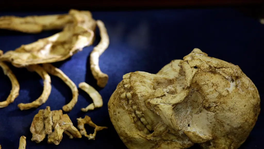 The-virtually-complete-Australopithecus-fossil-Little-Foot-is-displayed-at-the-University-of-the-Witwatersrand-in-Johannesburg-South-Africa-Wednesday-Dec-6-2017-Researchers-in-South-Africa-have-unveiled-what-they-call-by-far-the-most-complete-skeleton-of-a-human-ancestor-older-than-1-5-million-years-ever-found