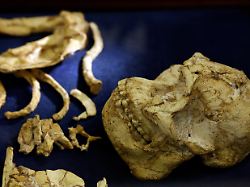 Geheimnis von "Little Foot": Neue Art menschlicher Vorfahren entdeckt?
