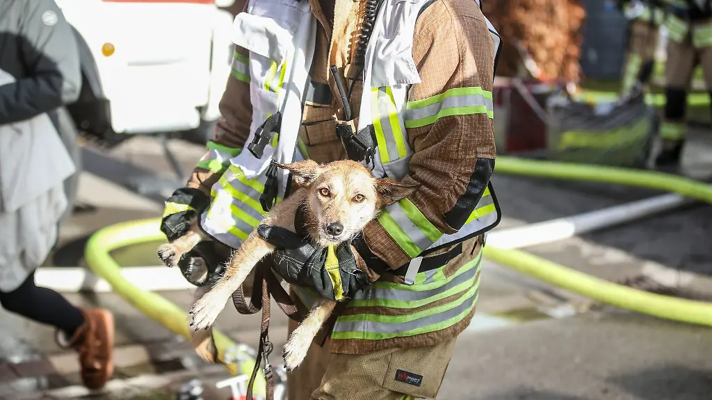Gerade-noch-rechtzeitig-wurde-ein-Hund-vor-einem-Feuer-gerettet