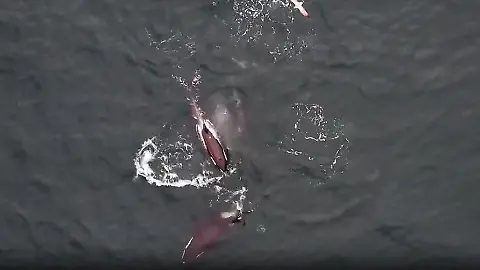 Orca_Delfine