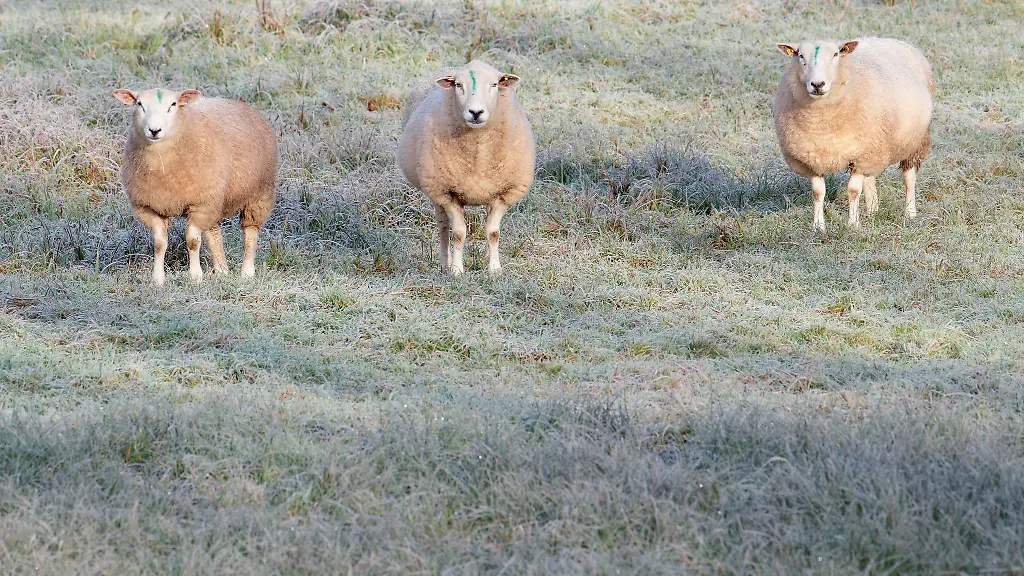 Sonnige-Tage-stehen-bevor