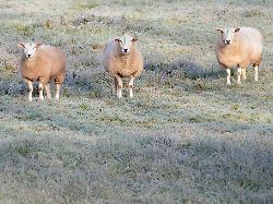 Baden-Württemberg: Morgens Nebel, später Sonne – Wetter bleibt wechselhaft