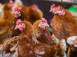 Rheinland-Pfalz & Saarland: Kreis hebt Stallpflicht auf: weiter Gefahr durch Vogelgrippe