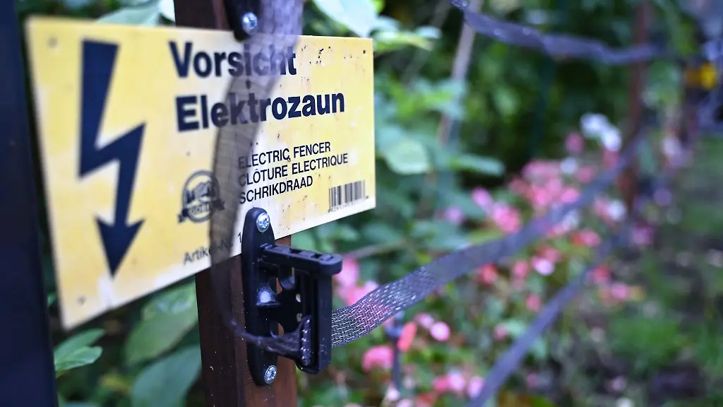 Wildschweine-durchwuehlen-in-Kleinmachnow-Vorgaerten-und-hinterlassen-Schaeden-Zum-Schutz-haben-Anwohner-Zaeune-aufgebaut