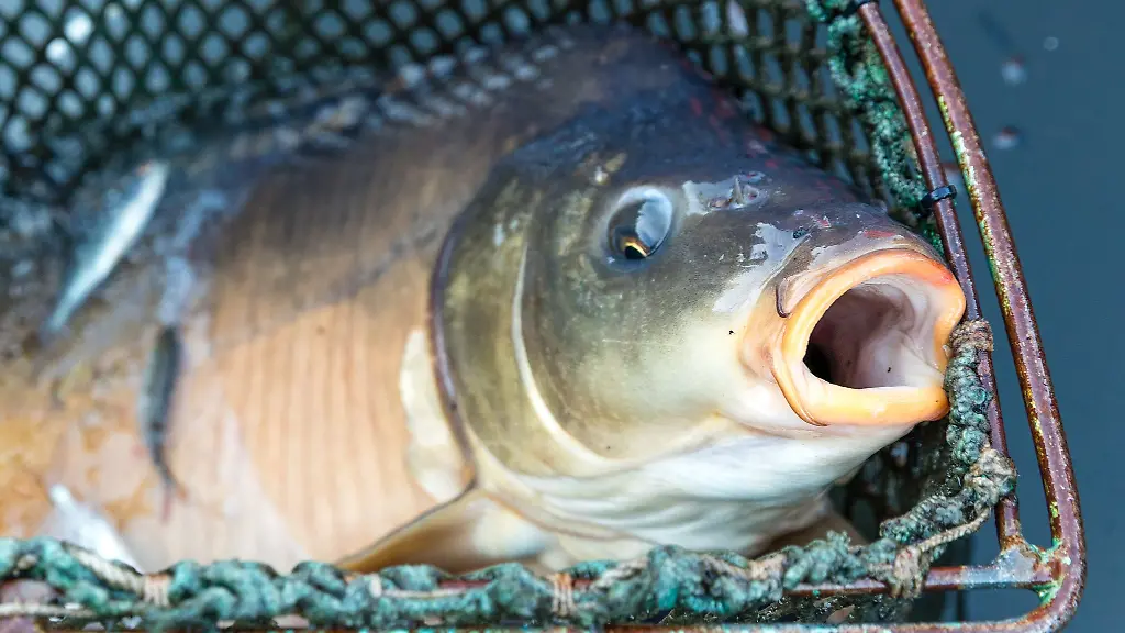 Etwa-200-Kilogramm-Karpfen-wurden-gestohlen