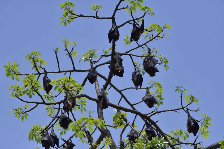 India-Wildlife-Bats-rest-on-trees-in-Nagaon-District-of-Assam-India-on-April-18-2025-Nagaon-India-PUBLICATIONxNOTxINxFRA-Copyright-xAnuwarxHazarikax-originalFilename-hazarika-notitle250418-npZGI
