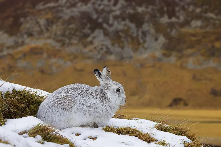 Berghase-Alpenhase-Schneehase-Lepus-timidus-mit-weissem-Winterfell-beim-Ausruhen-in-den-Huegeln-im-Spaetwinter-Cairngorms-National-Park-Schottland-Grossbritannien-Europa