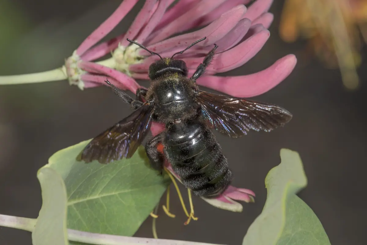 Blaue-Holzbiene-Xylocopa-violacea-auf-rosa-Bluete-von-Heckenkirsche-Lonicera-sp