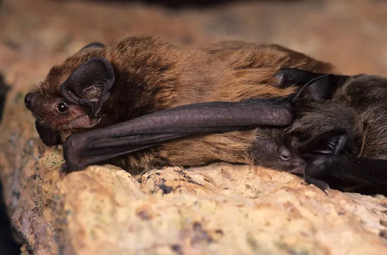 Bildnummer-51941390-Datum-01-08