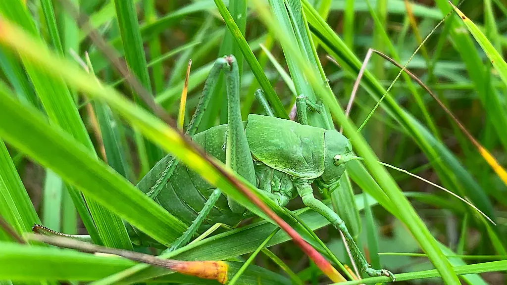 Dieses-vom-Landratsamt-LRA-Donau-Ries-zur-Verfuegung-gestellte-Foto-zeigt-eine-sehr-seltene-Wanstschrecke-Polysarcus-denticauda-im-Gras