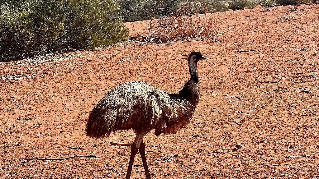 Emus-kommen-in-freier-Wildbahn-in-Australien-vor