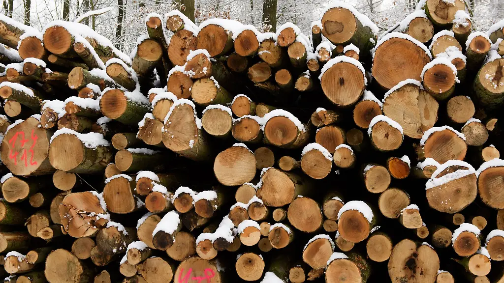 Streit-um-Vermarktung-von-Holz-geht-weiter-Symbolbild