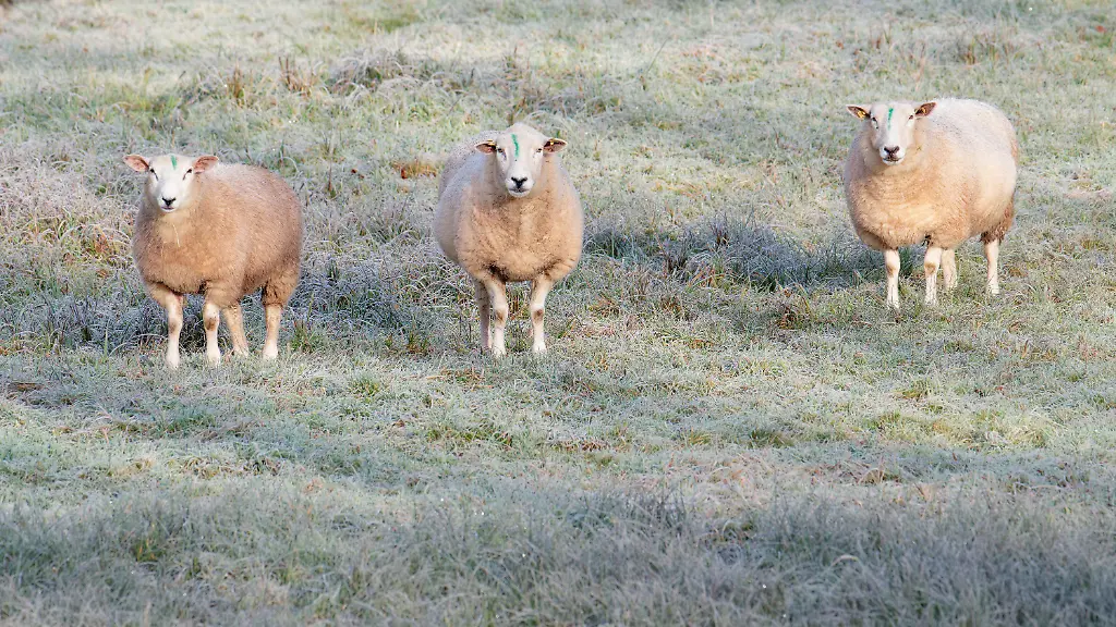 16-12-2025-Baden-Wuerttemberg-Heiligkreuzsteinach-Schafe-stehen-auf-einer-von-Raureif-bedeckten-Wiese
