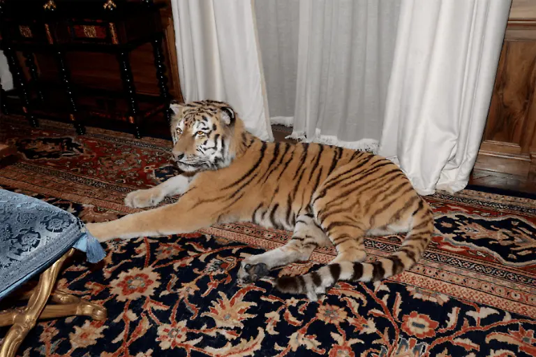 What-appears-to-be-a-stuffed-tiger-is-shown-in-Jeffrey-Epstein-s-Manhattan-home-in-this-image-released-by-the-Department-of-Justice-in-Washington-D-C-U-S-on-December-19-2025-as-part-of-a-new-trove-of-documents-from-its-investigations-into-the-late-financier-and-convicted-sex-offender-Jeffrey-Epstein-U-S-Justice-Department-Handout-via-REUTERS-THIS-IMAGE-HAS-BEEN-SUPPLIED-BY-A-THIRD-PARTY-THIS-PICTURE-WAS-PROCESSED-BY-REUTERS-TO-ENHANCE-QUALITY-AN-UNPROCESSED-VERSION-HAS-BEEN-PROVIDED-SEPARATELY
