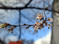 Nordrhein-Westfalen: Milder vierter Advent in NRW – Frost in Hochlagen