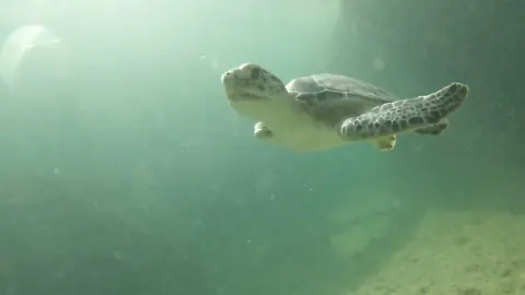 Schildkröten Dubai