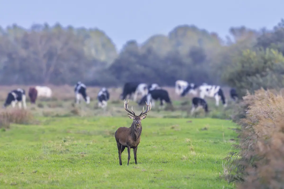 Rotwild-Cervus-elaphus-Hirsch-mit-grossem-Geweih-auf-Wiese-mit-Kuehen-im-Herbst-Herbst