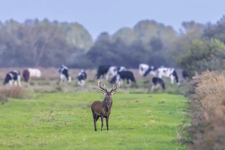 Rotwild-Cervus-elaphus-Hirsch-mit-grossem-Geweih-auf-Wiese-mit-Kuehen-im-Herbst-Herbst
