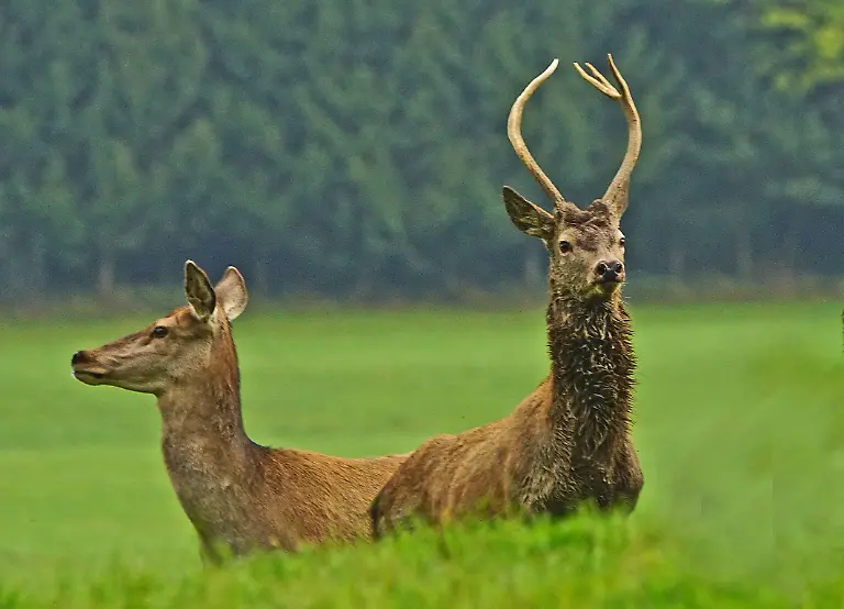 Herbstzeit-ist-Brunftzeit-bei-den-Hirschen-meist-von-Mitte-September-bis-Mitte-Oktober-Vorwiegend-sind-es-Althirsche-die-sich-der-Fortpflanzung-hingeben-dochh-auch-die-Junghirsche-machen-sich-schon-ein-wenig-bemerkbar