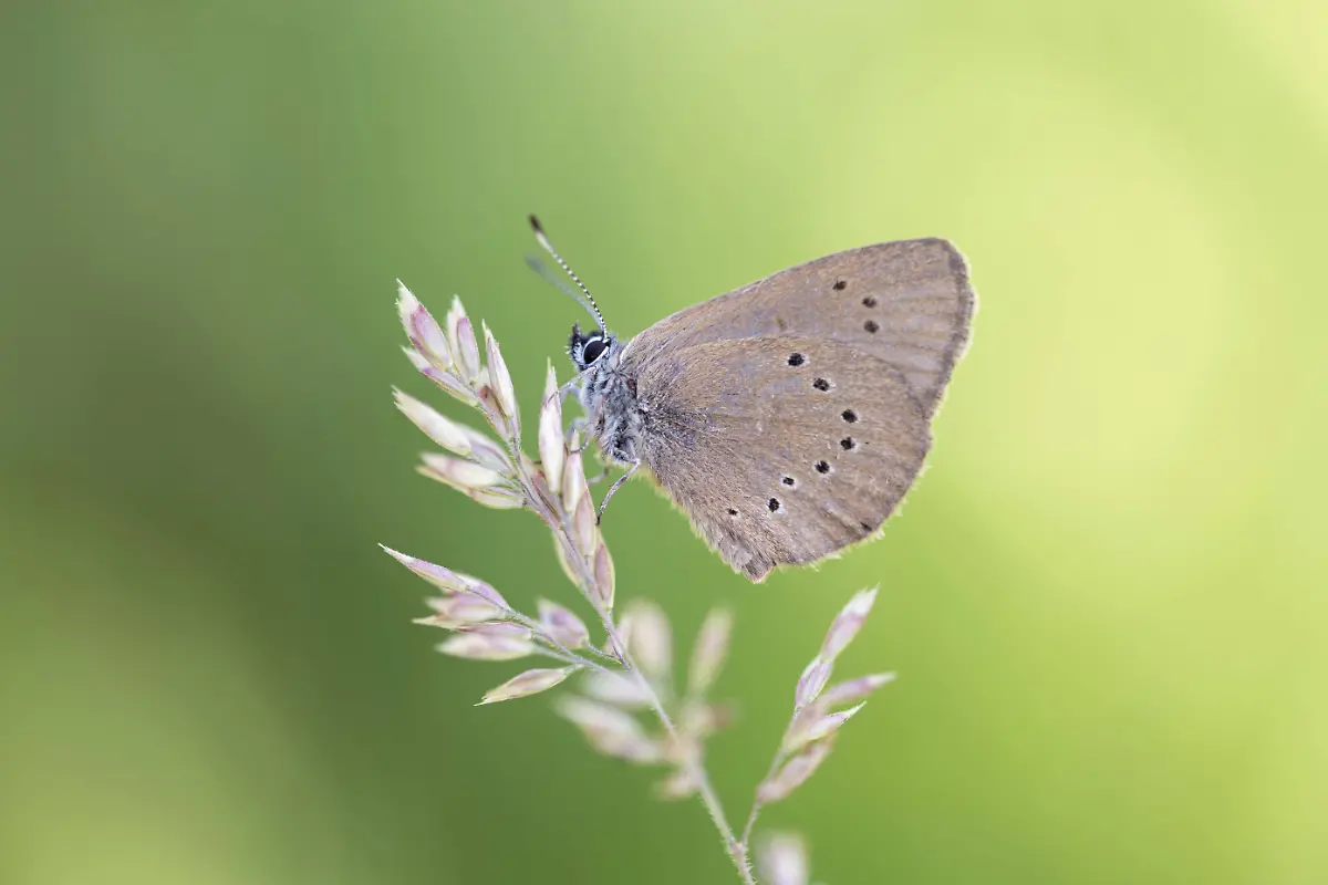 Dunkler-Wiesenknopf-Ameisenblaeuling-Phengaris-nausithous-sitzt-auf-Grashalm-Nordrhein-Westfalen-Deutschland-Europa-Dusky-large-blue-Phengaris-nausithous-sitting-on-a-blade-of-grass-North-Rhine-Westphalia-Germany-Europe-Copyright-imageBROKER-FarinaxGrassmann-ibxfgr11138995