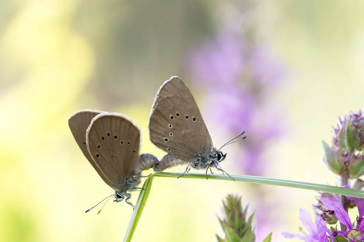 Dunkler-Wiesenknopf-Ameisenblaeuling-Phengaris-nausithous-Paarung-auf-Grashalm-Nordrhein-Westfalen-Deutschland-Europa-Dusky-large-blue-Phengaris-nausithous-mating-on-a-blade-of-grass-North-Rhine-Westphalia-Germany-Europe-Copyright-imageBROKER-FarinaxGrassmann-ibxfgr11138998
