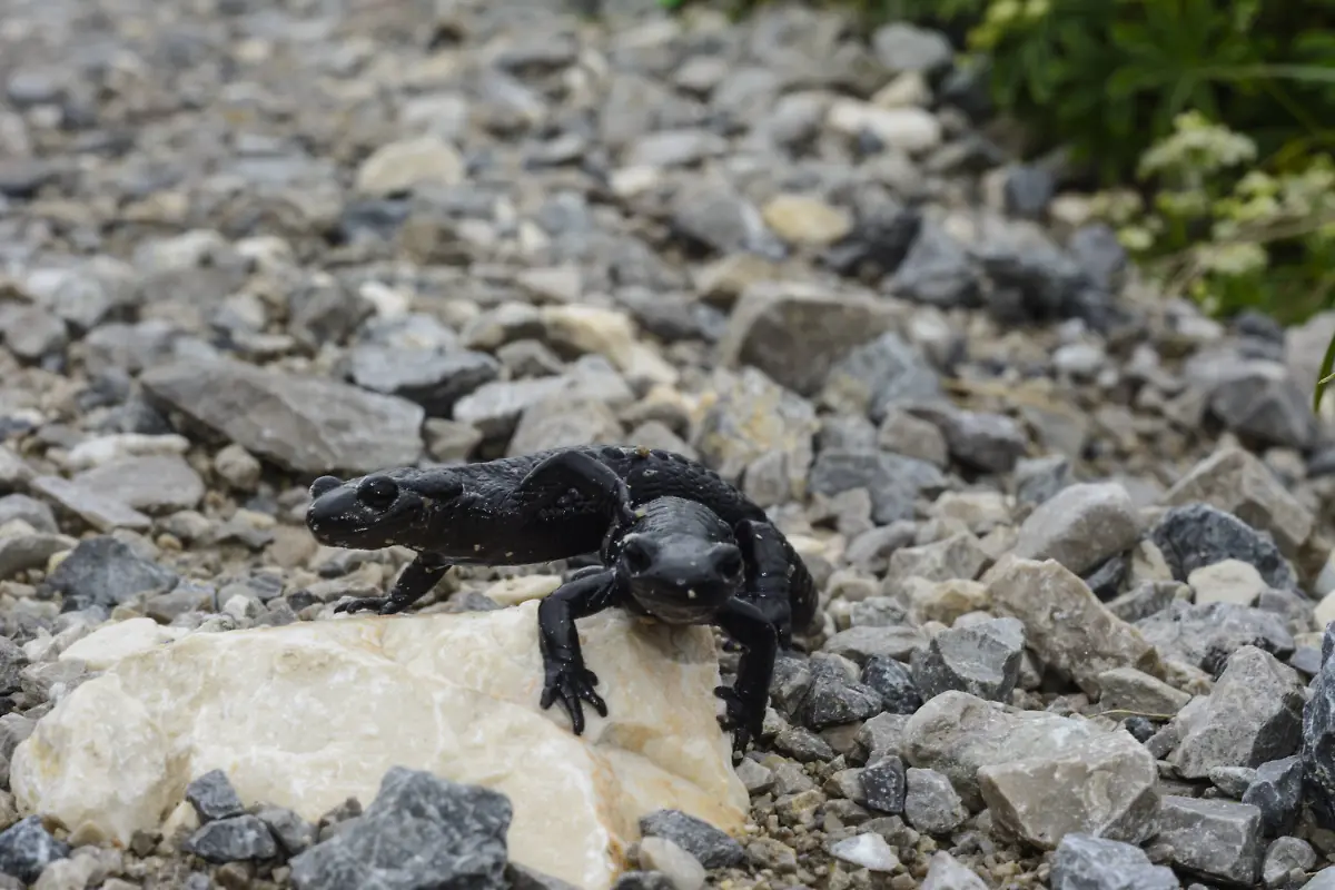 Alpensalamander-Alpine-salamander-Salamandra-atra-Untersberg-Austria-Flachgau-Alpine-salamander-Alpine-Salamander-salamandra-ATRA-Untersberg-Austria-Flachgau