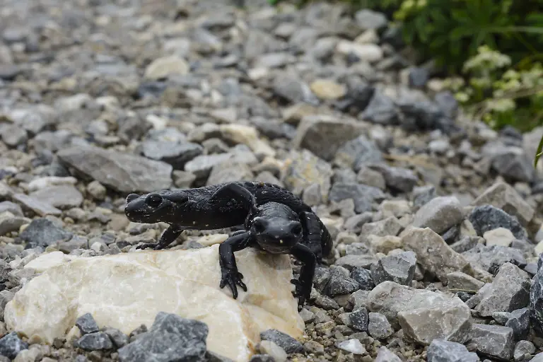 Alpensalamander-Alpine-salamander-Salamandra-atra-Untersberg-Austria-Flachgau-Alpine-salamander-Alpine-Salamander-salamandra-ATRA-Untersberg-Austria-Flachgau