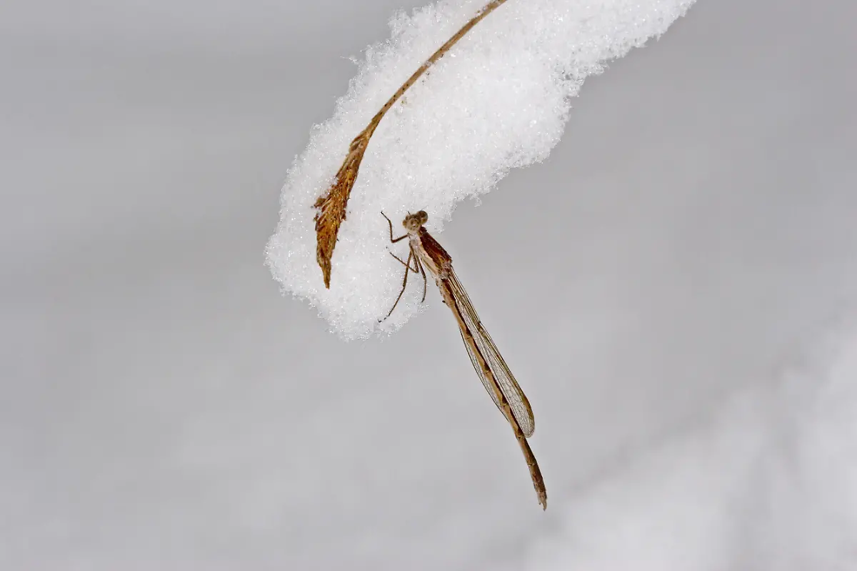 Winterlibelle-Gemeine-Winterlibelle-Sympecma-fusca-Ueberwinterung-bei-Eis-und-Schnee-als-Imago-Deutschland-winter-damselfly-Sympecma-fusca-overwintering-in-ice-and-snow-as-an-imago-Germany