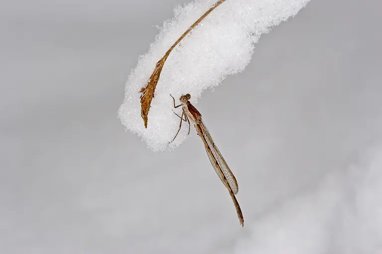 Winterlibelle-Gemeine-Winterlibelle-Sympecma-fusca-Ueberwinterung-bei-Eis-und-Schnee-als-Imago-Deutschland-winter-damselfly-Sympecma-fusca-overwintering-in-ice-and-snow-as-an-imago-Germany