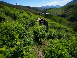 Nach US-Drohungen: Kolumbien vernichtet Koka-Plantagen wieder mit Glyphosat