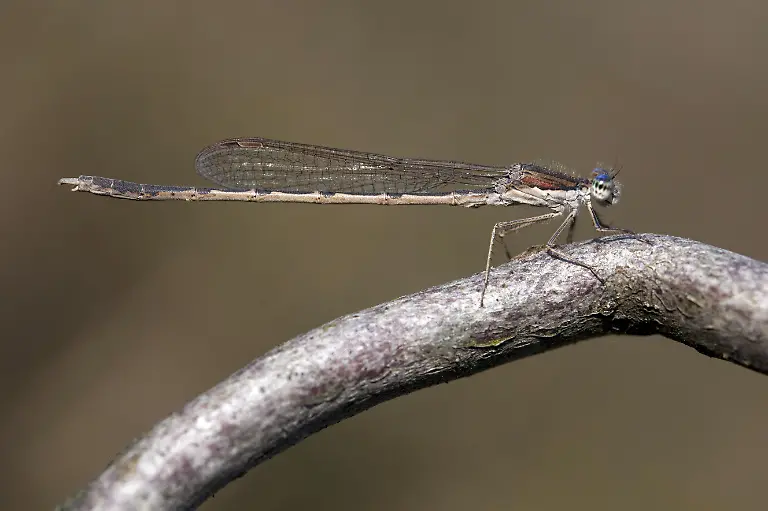 Winterlibelle-Gemeine-Winterlibelle-Sympecma-fusca-Imago-Niederlande-Gelderland-winter-damselfly-Sympecma-fusca-Adult-Netherlands-Gelderland