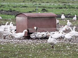 Berlin & Brandenburg: Vogelgrippe: Agrarministerin rechnet mit weiteren Fällen
