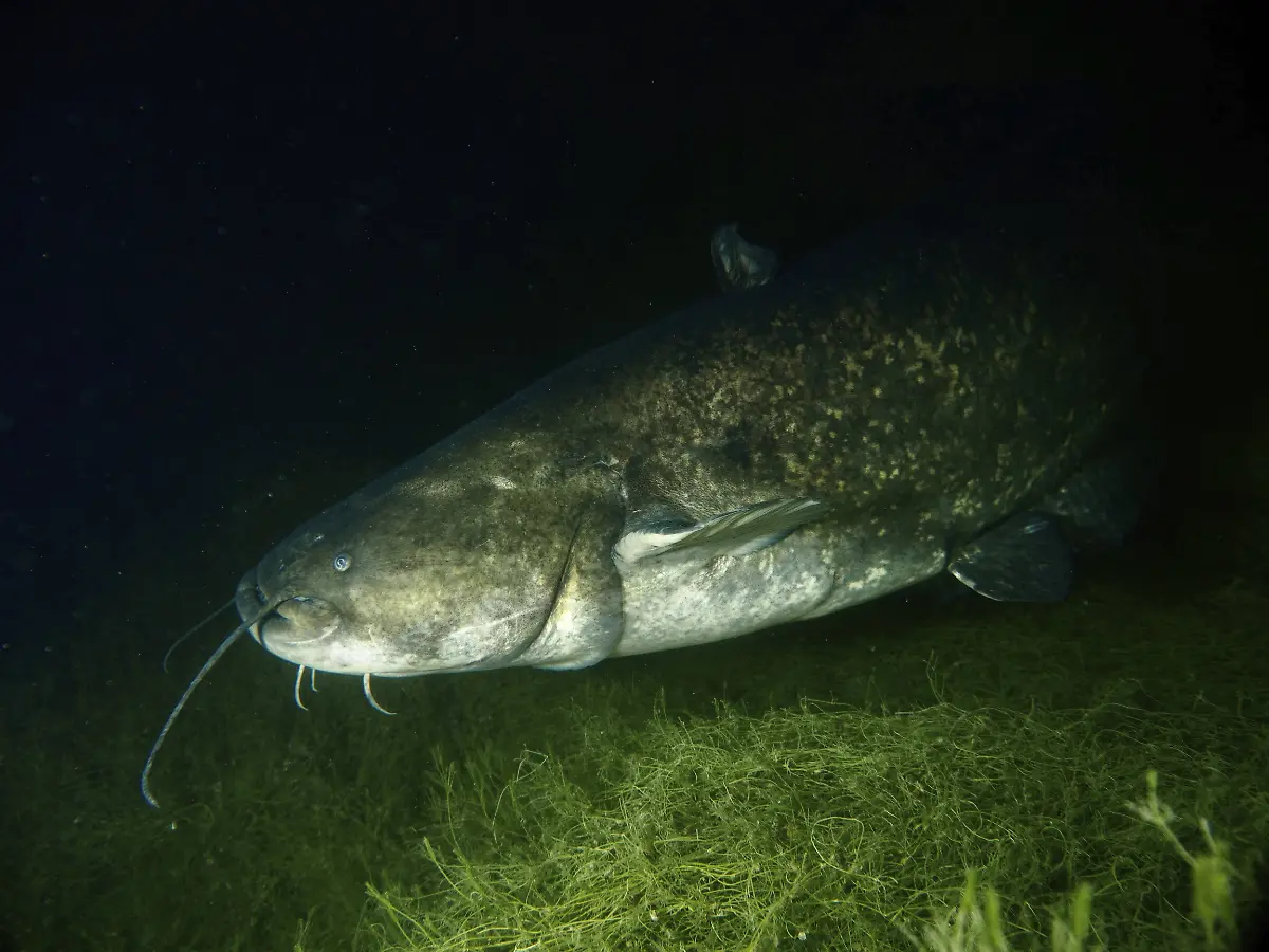 Ein-massiver-Wels-Silurus-glanis-Waller-gleitet-durch-die-dunkle-Tiefe-umgeben-von-Pflanzen-Tauchplatz-Wildsau-Berlingen-Bodensee-Schweiz-A-massive-catfish-Silurus-glanis-Waller-glides-through-the-dark-depths-surrounded-by-plants-Dive-site-Wildsau-Berlingen-Lake-Constance-Switzerland-Copyright-imageBROKER-RolfxvonxRiedmatten-ibxrvo14753982