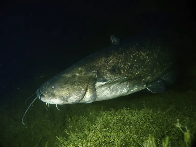Ein-massiver-Wels-Silurus-glanis-Waller-gleitet-durch-die-dunkle-Tiefe-umgeben-von-Pflanzen-Tauchplatz-Wildsau-Berlingen-Bodensee-Schweiz-A-massive-catfish-Silurus-glanis-Waller-glides-through-the-dark-depths-surrounded-by-plants-Dive-site-Wildsau-Berlingen-Lake-Constance-Switzerland-Copyright-imageBROKER-RolfxvonxRiedmatten-ibxrvo14753982