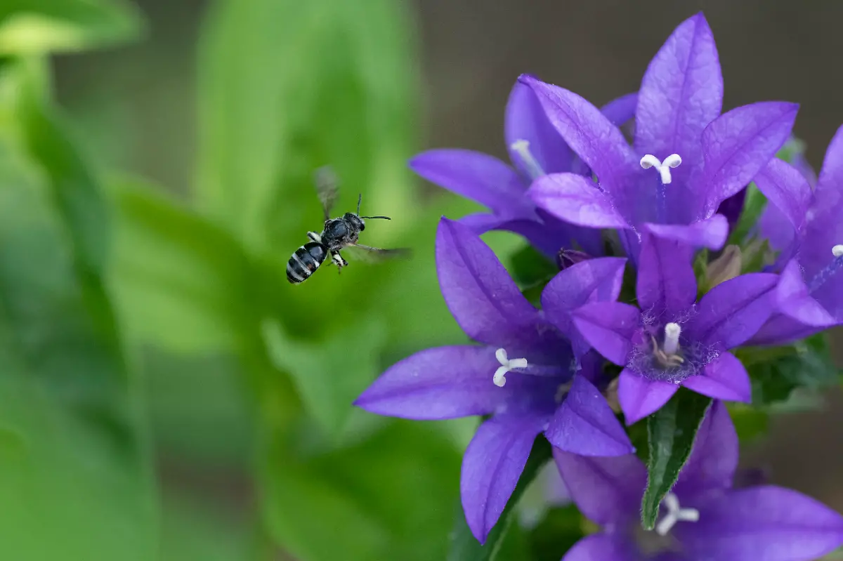 Glockenblumen-Schmalbiene-Lasioglossum-costulatum-im-Anflug-Knaeuel-Glockenblume-Campanula-glomerata-Solothurn-Schweiz-Europa