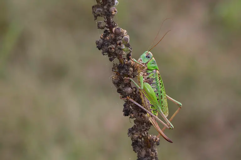 Warzenbeisser-Decticus-verrucivorus-Weibchen-Deutschland-wart-biter-wart-biter-bushcricket-Decticus-verrucivorus-female-Germany